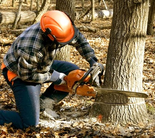 Tree Removal in Saratoga, TX
